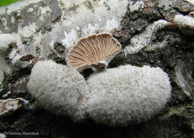 Split gill mushrooms (Schizophyllum commune)