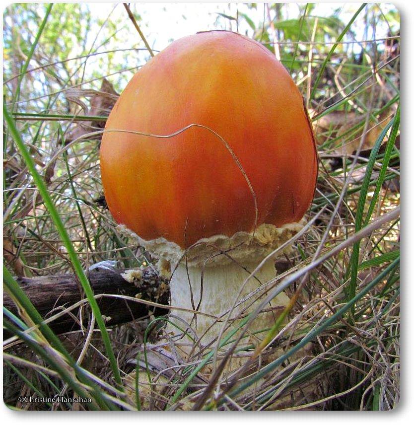 Mushroom, probably <em>Amanita muscaria</em>