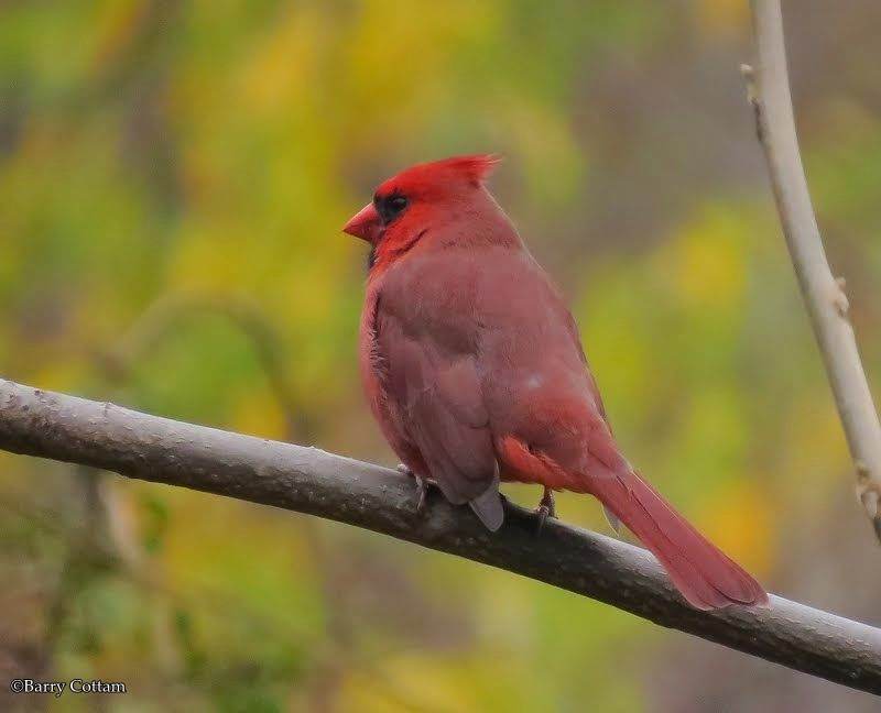 Cardinal, male