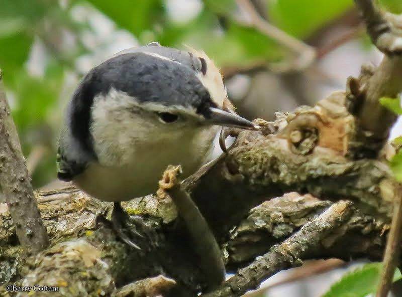 White-breasted nuthatch