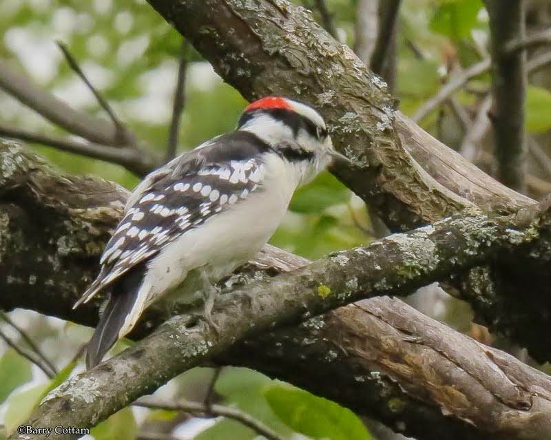 Downy woodpecker, male