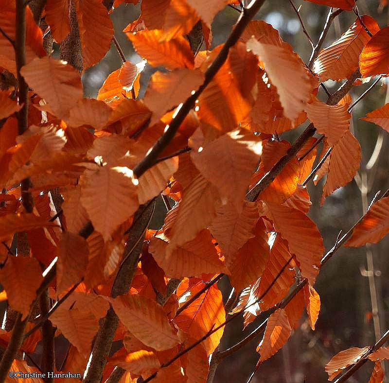 American beech leaves