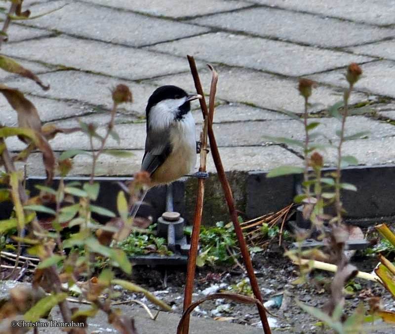 Black-capped chickadee with cocoon