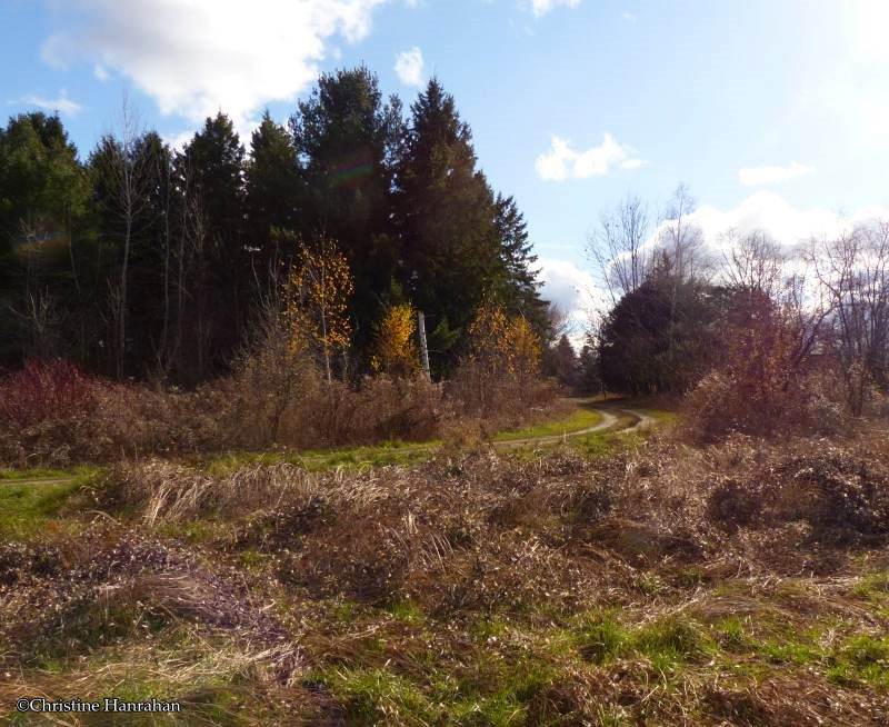 Looking across to the old woodlot