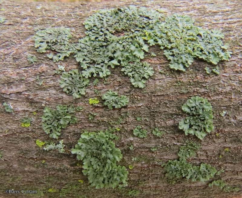 Lichen