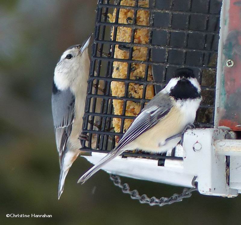 White-breasted nuthatch and black-capped chickadee