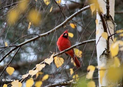 Male cardinal in birch tree