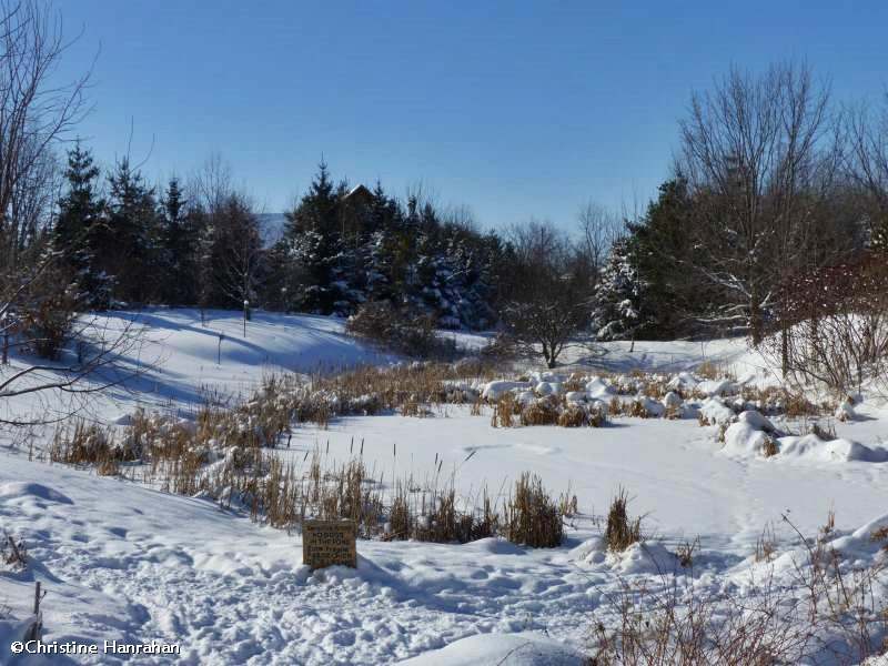 Amphibian Pond under snow