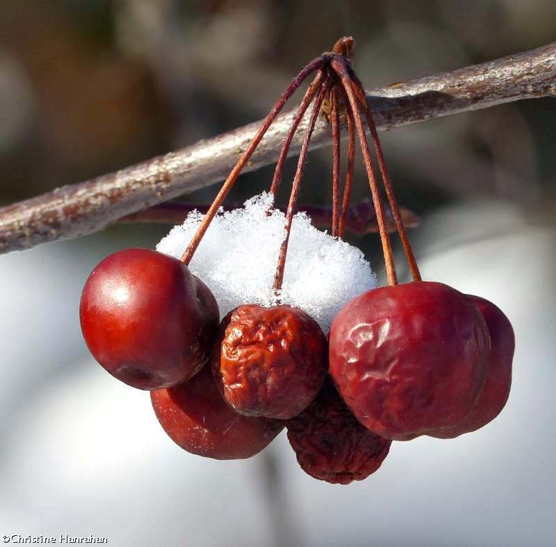 Crabapples (Malus)