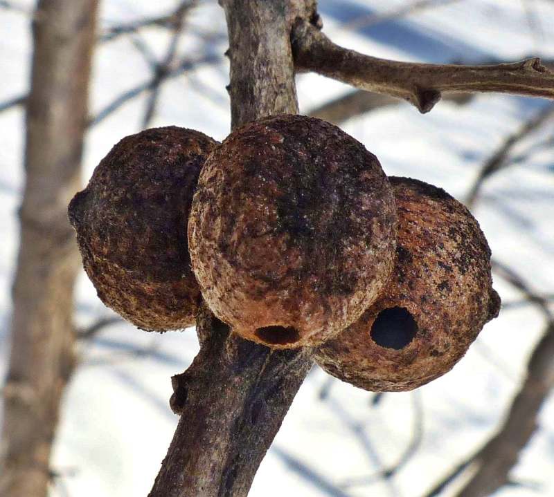 Oak bullet  galls