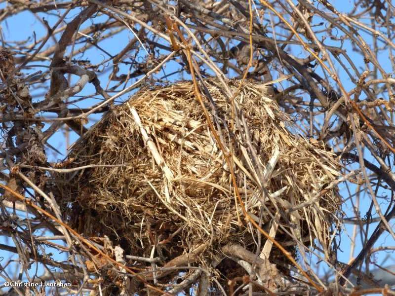 Red squirrel nest