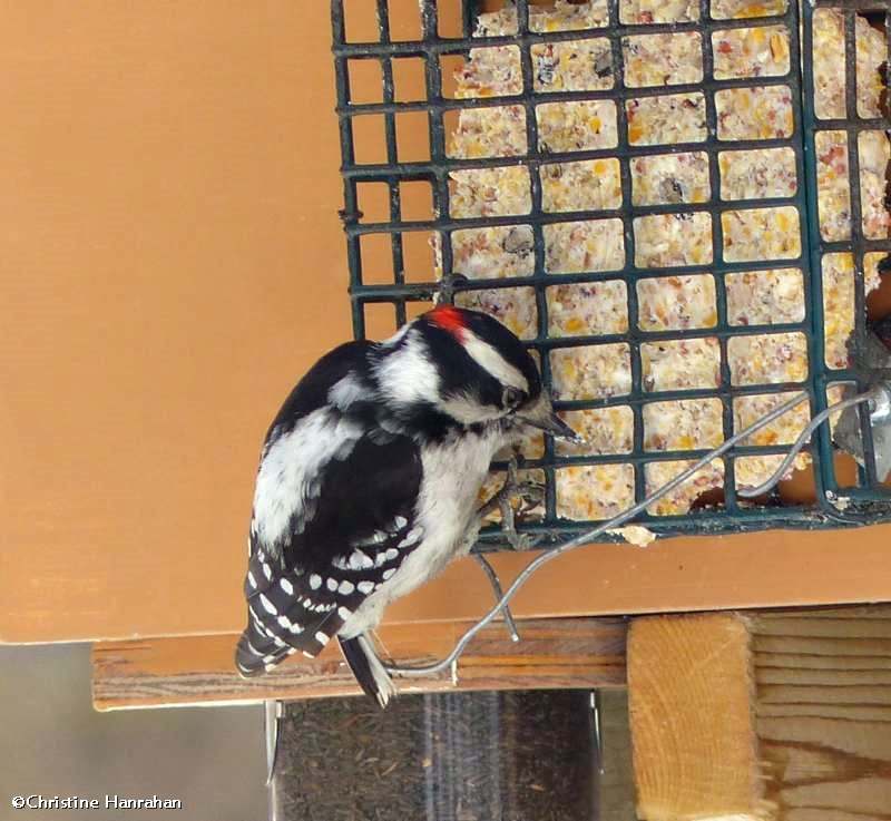 Downy woodpecker, male