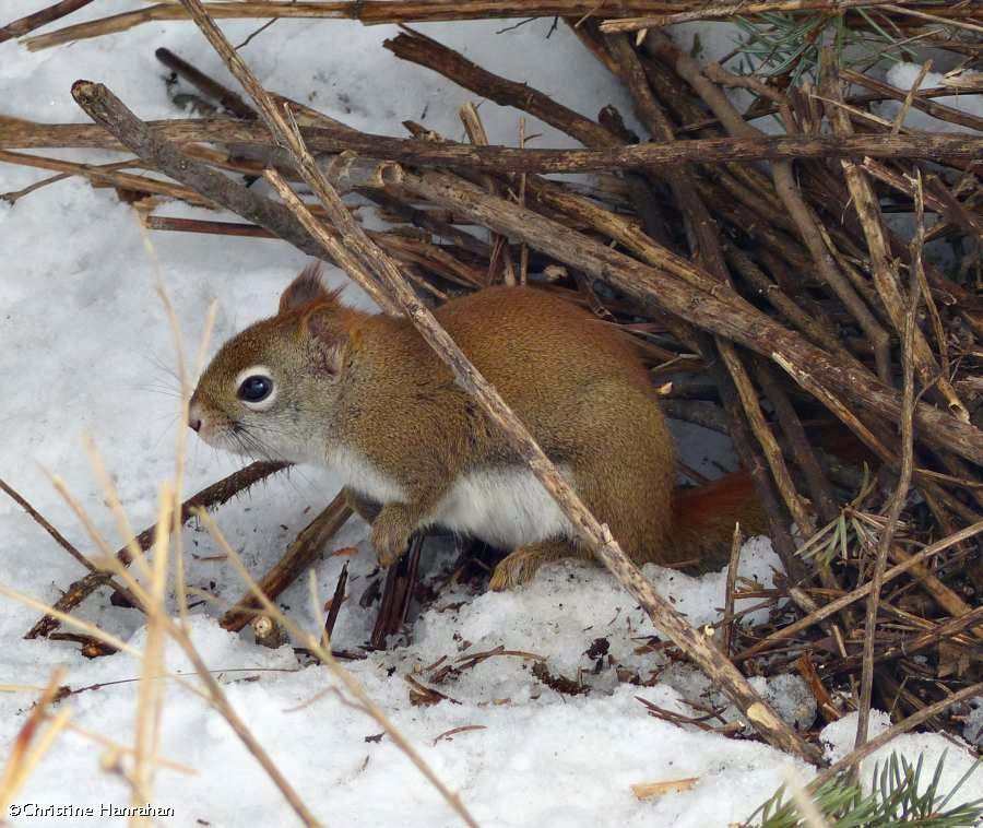 Red squirrel using BYG brushpile