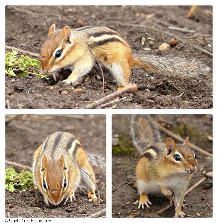 Busy chipmunk