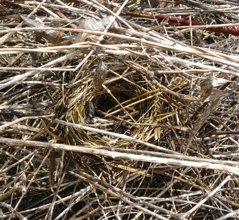 Bird nest from last year 