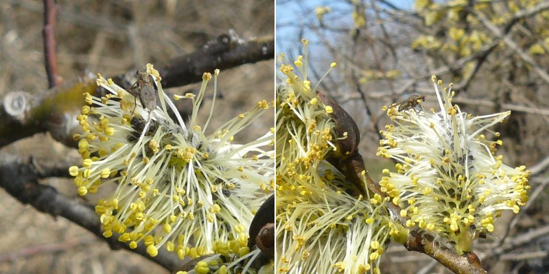 Tiny fly on willow catkin