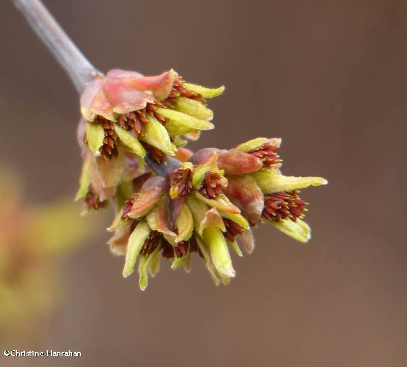 Manitoba maple flowers  (Acer negundo)