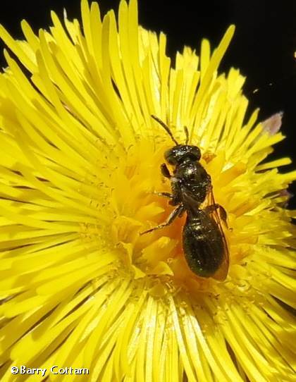 Coltsfoot  (Tussilago farfara) with small bee