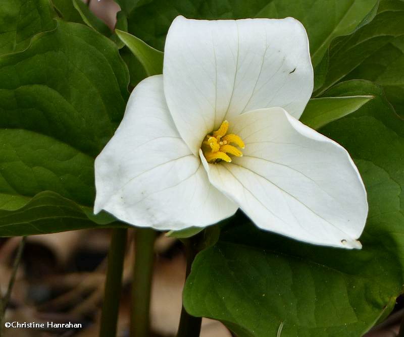 White trillium (Trillium grandiflorum)