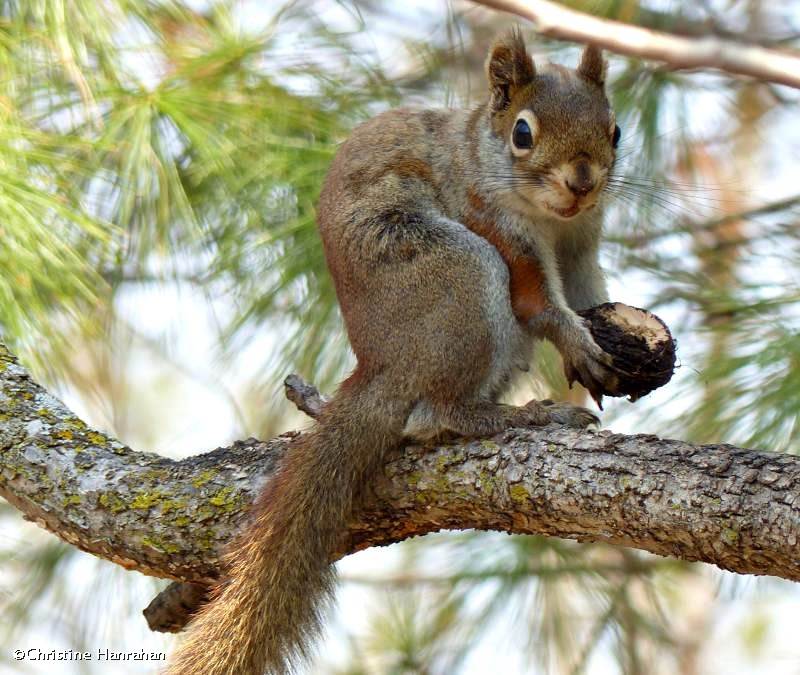 Red squirrel