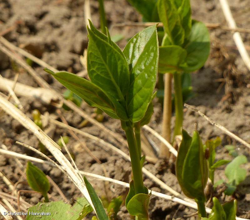 Dog-strangling vine/Pale swallowwort (Vincetoxicum rossicum)