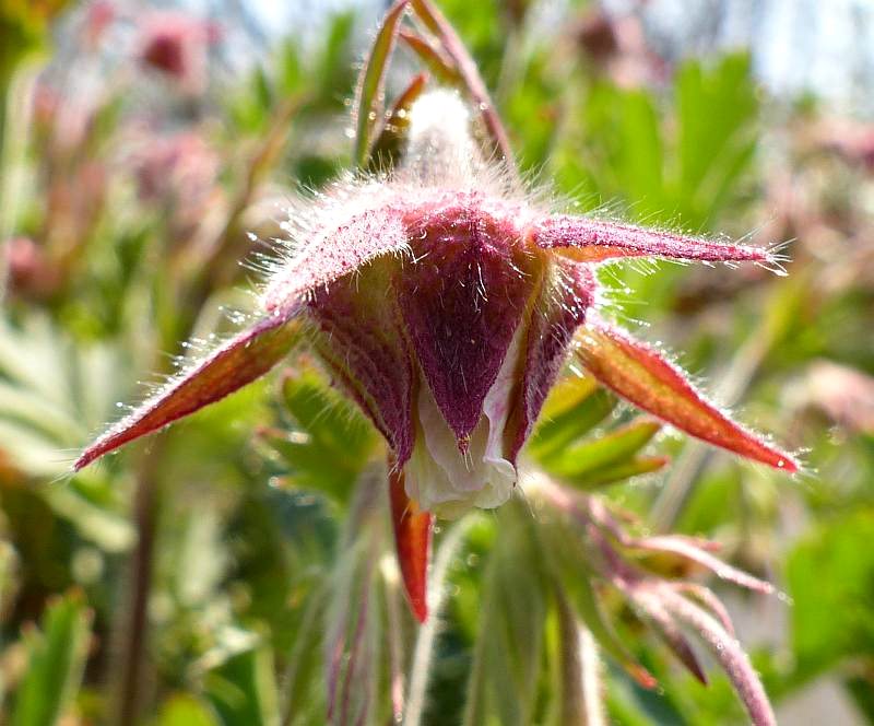 Prairie smoke  (Erythrocoma triflora)