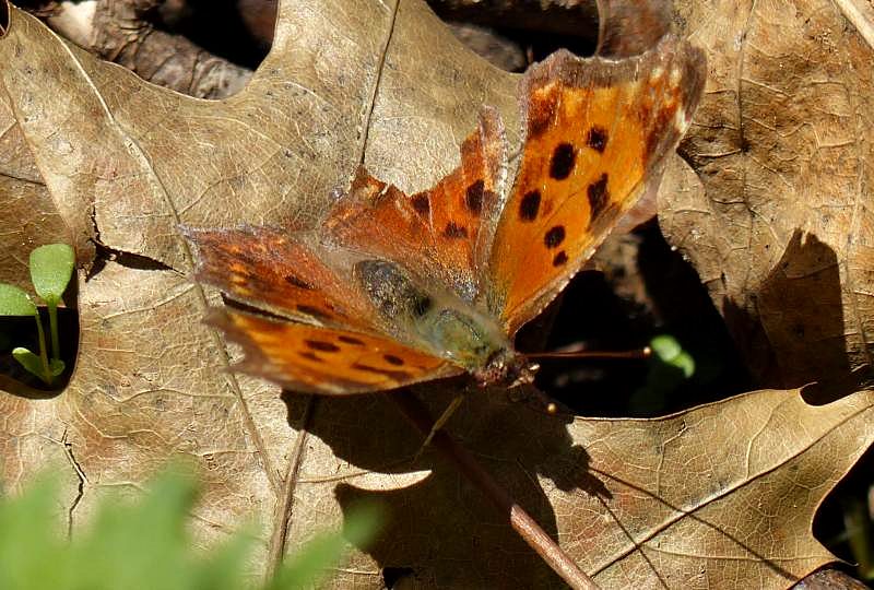 Eastern comma butterfly  (Polygonia comma)