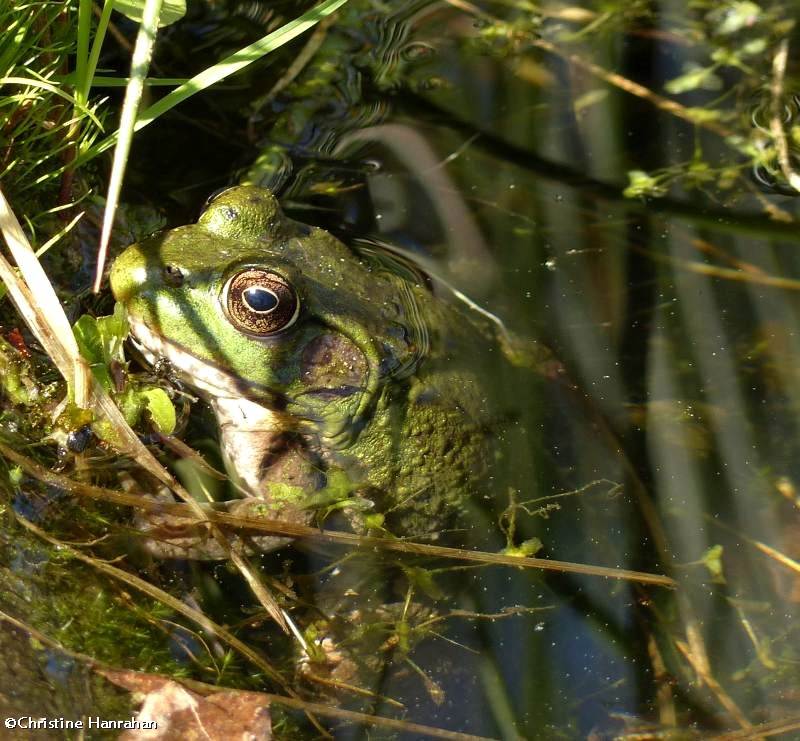 Green frog  (Rana clamitans)