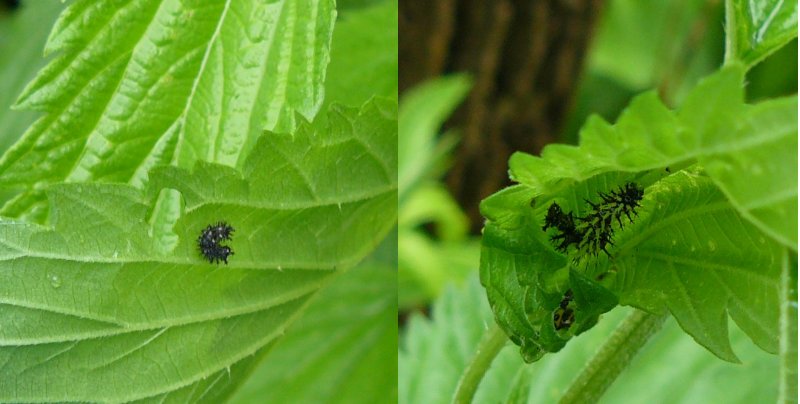 Red Admiral caterpillars