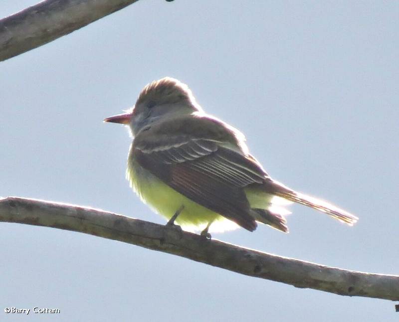 Great crested flycatcher