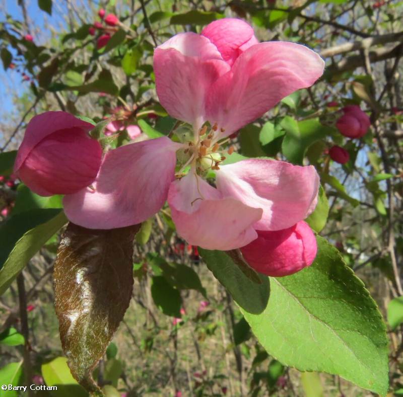 crabapple blossoms (<em>Malus</em>)