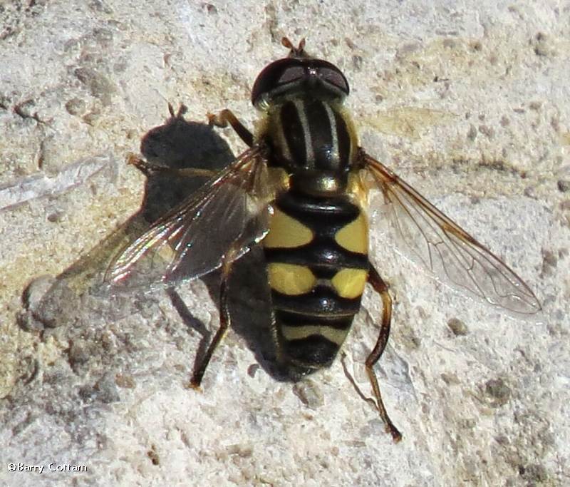 Hover  fly (Helophilus)