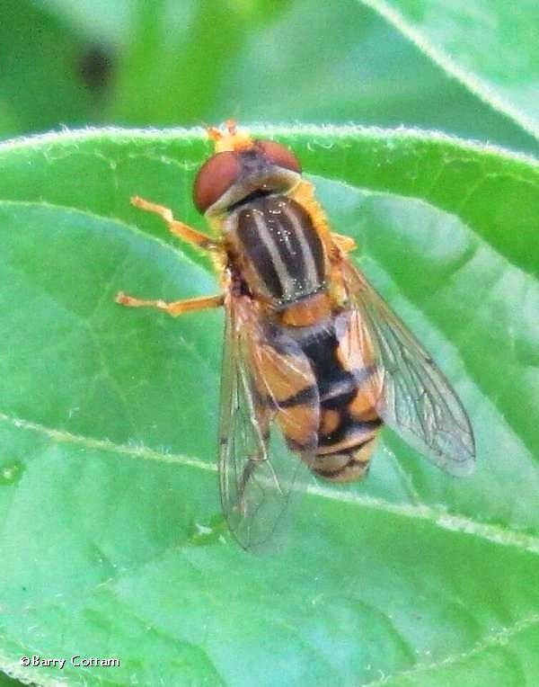 Hover fly (Parhelophilus)