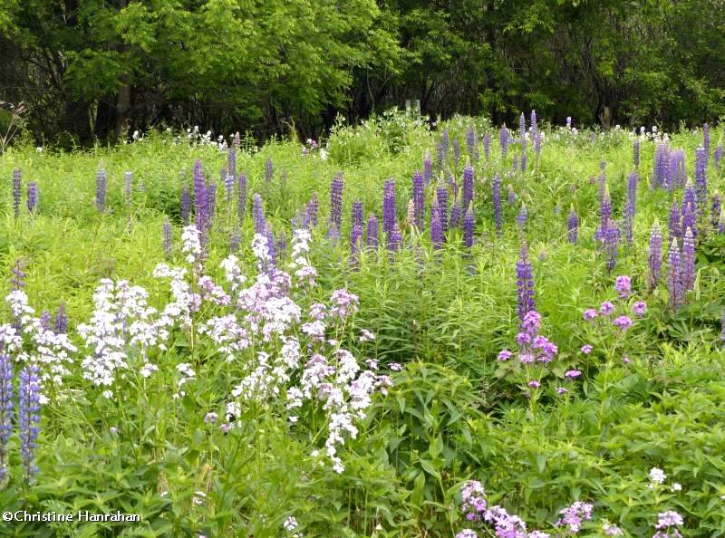 Butterfly meadow