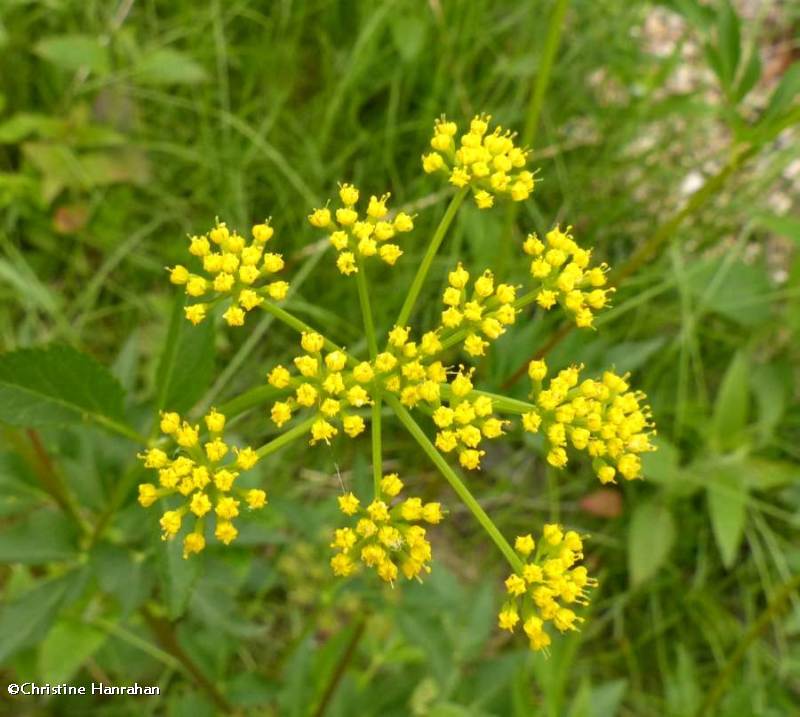 Golden alexanders  (Zizia aurea)