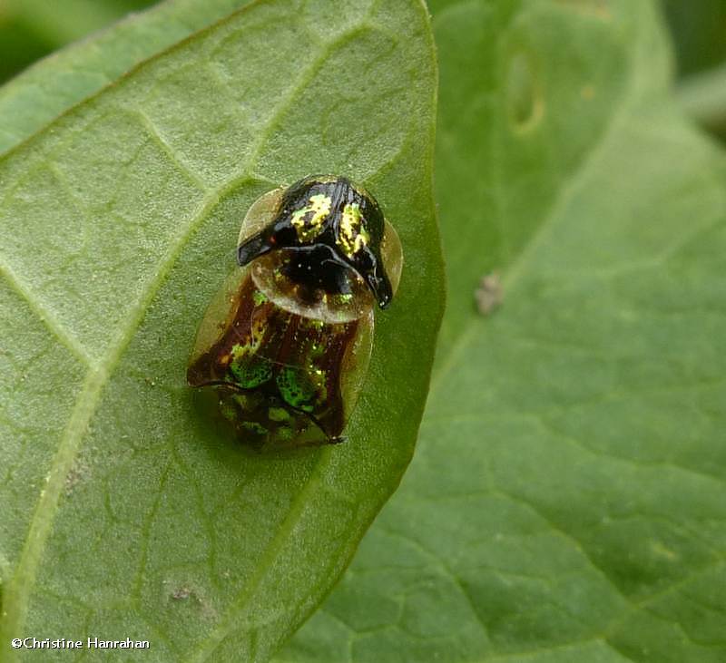 Mottled tortoise beetle (Deloyala guttata)