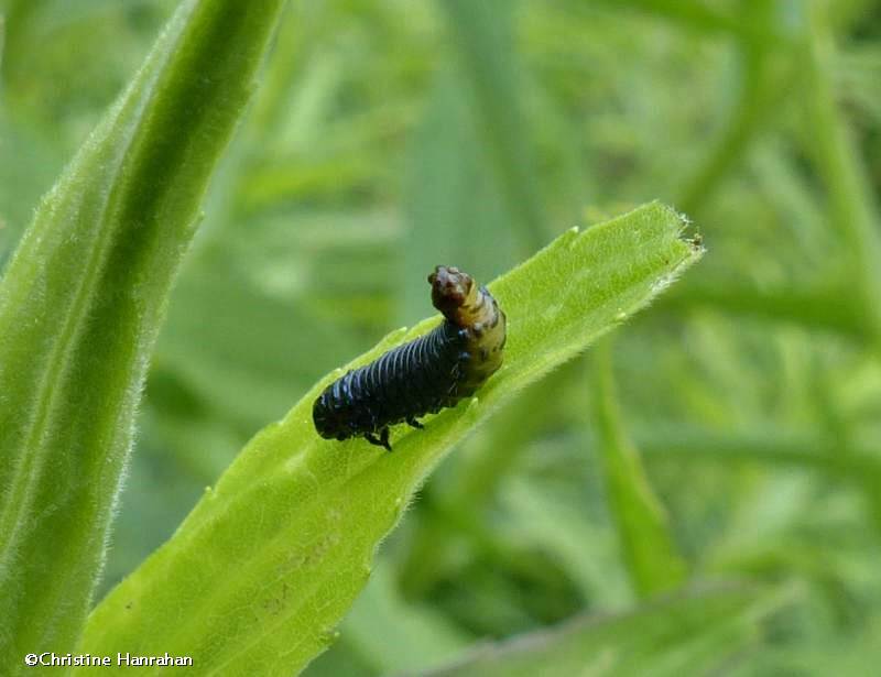 Goldenrod leaf beetle larva (Trirhabda)