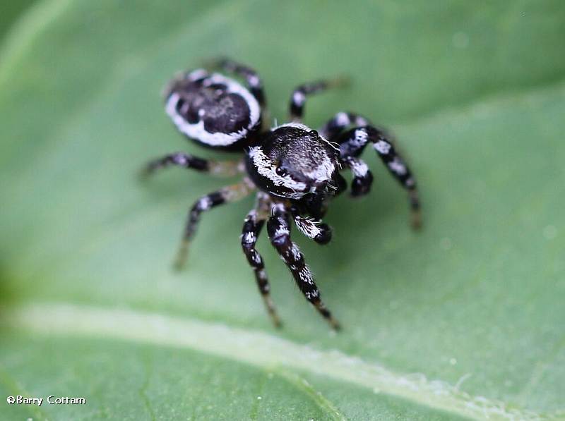 Jumping spider