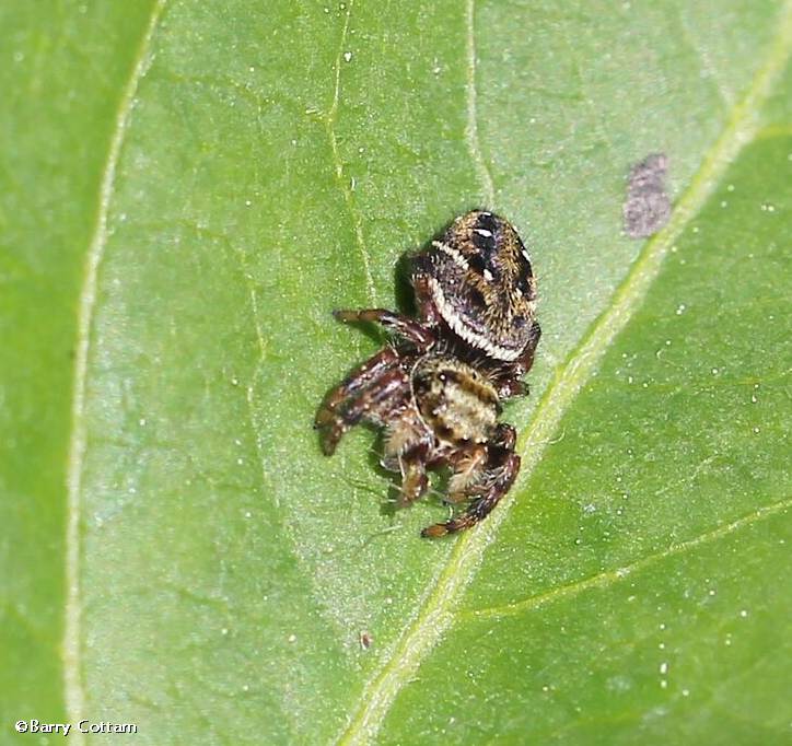 Jumping spider