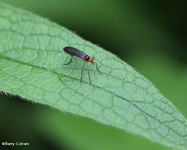 Dance fly (Rhamphomyia) sp.), male