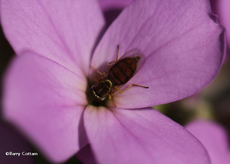 Hover fly (Toxomerus) 