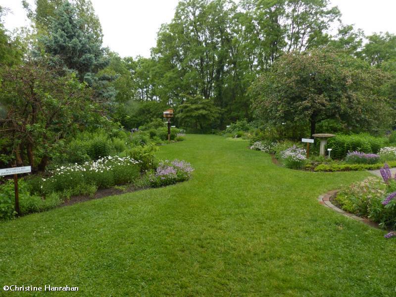 Backyard Garden