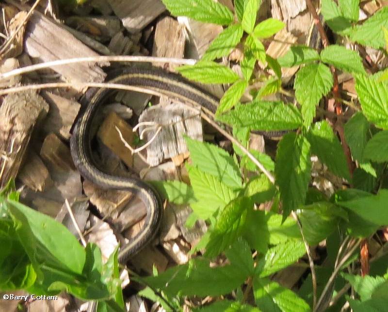 Garter snake (Thamnophis sirtalis sirtalis)
