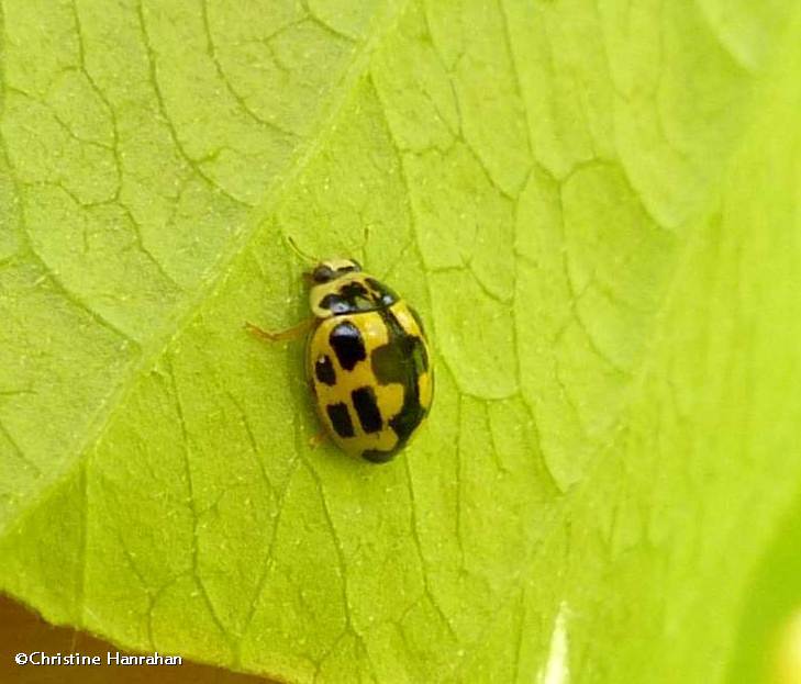 Fourteen-spotted ladybeetle Propylea quatuordecimpunctata)