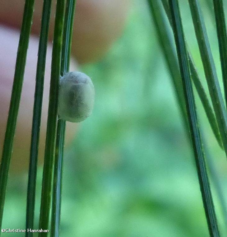 Cocoon on white pine needles, possibly that of a green lacewing