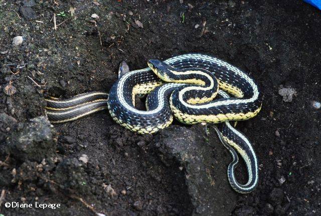 Common garter snake  (Thamnophis sirtalis)