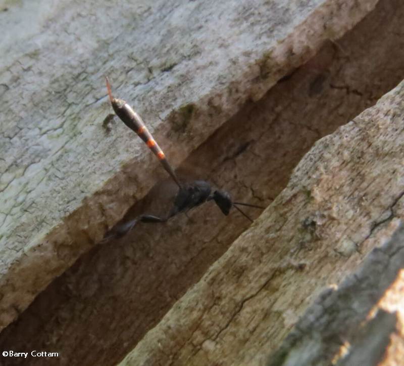 Wasp (Gasteruption), female