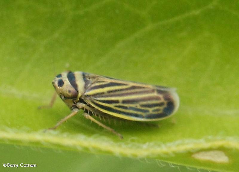 Leafhopper (Amblysellus curtisii)