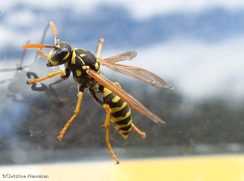 European paper wasp (Polistes dominula)