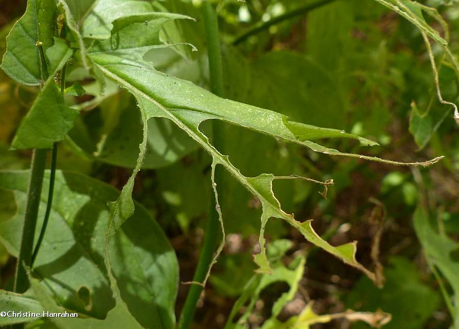 DSV leaves chewed by <em>Hypena opulenta</em> caterpillar